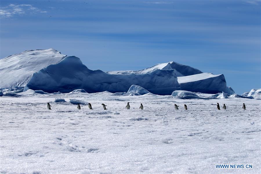 CHINA-XUELONG-ANTARCTIC EXPEDITION-ANIMALS