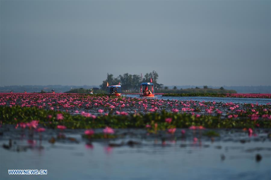 THAILAND-UDON THANI-WATER LILIES-BLOSSOM