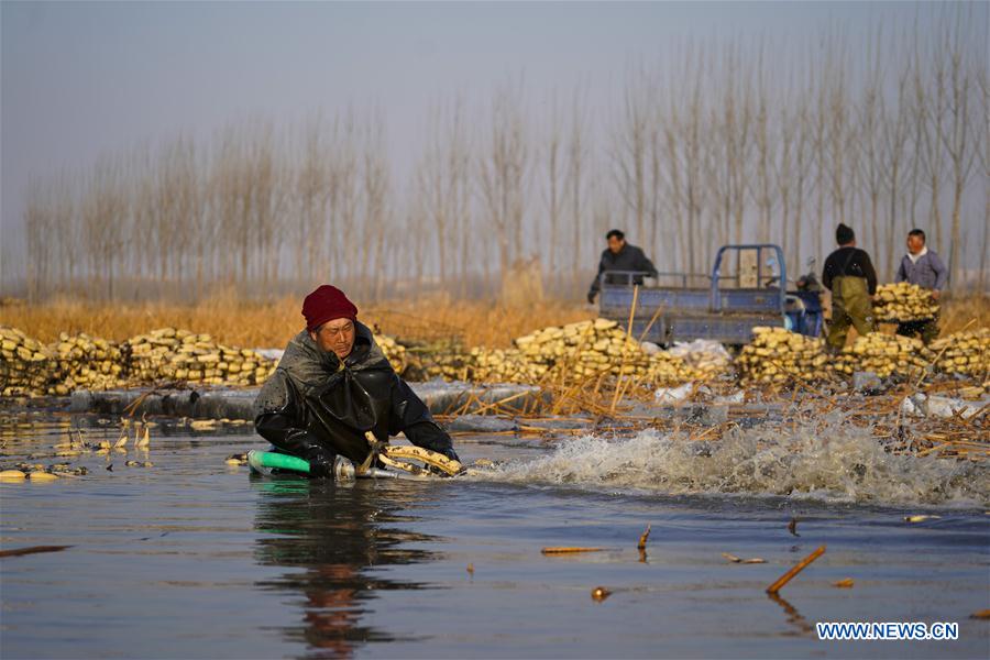 CHINA-HEBEI-BAIYANGDIAN-LOTUS ROOTS (CN)