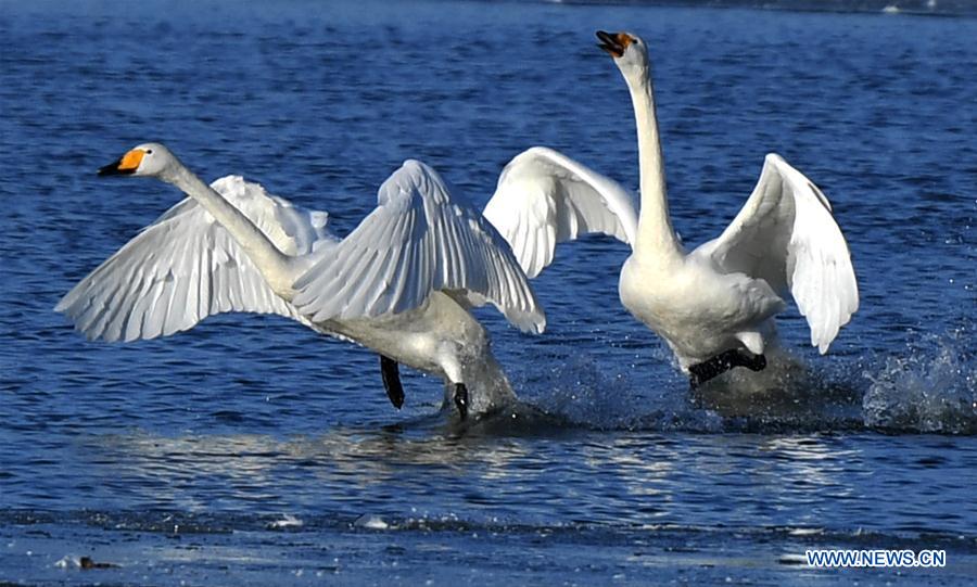 CHINA-HENAN-SANMENXIA-SWANS (CN)