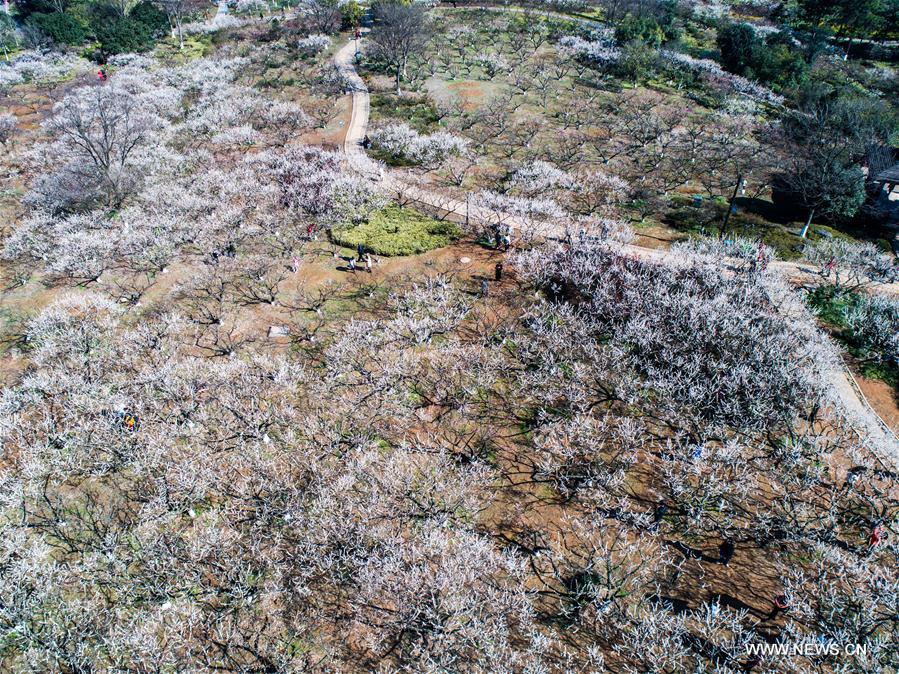 CHINA-ZHEJIANG-HANGZHOU-PLUM BLOSSOM (CN)