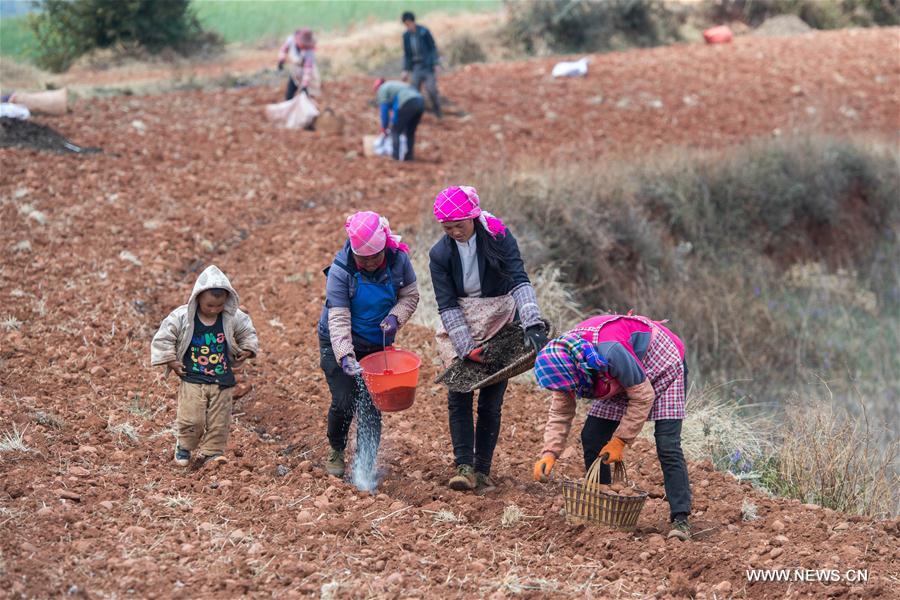 CHINA-YUNNAN-KUNMING-FARM WORK (CN)