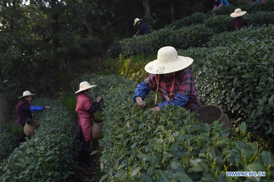 CHINA-HANGZHOU-TEA-PICKING (CN)