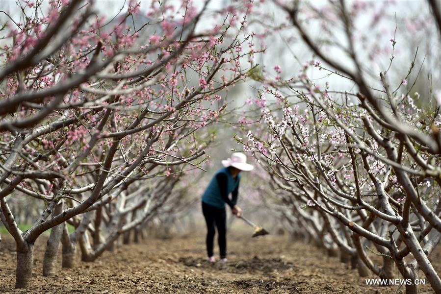 #CHINA-SHANDONG-PEACH BLOSSOM (CN)