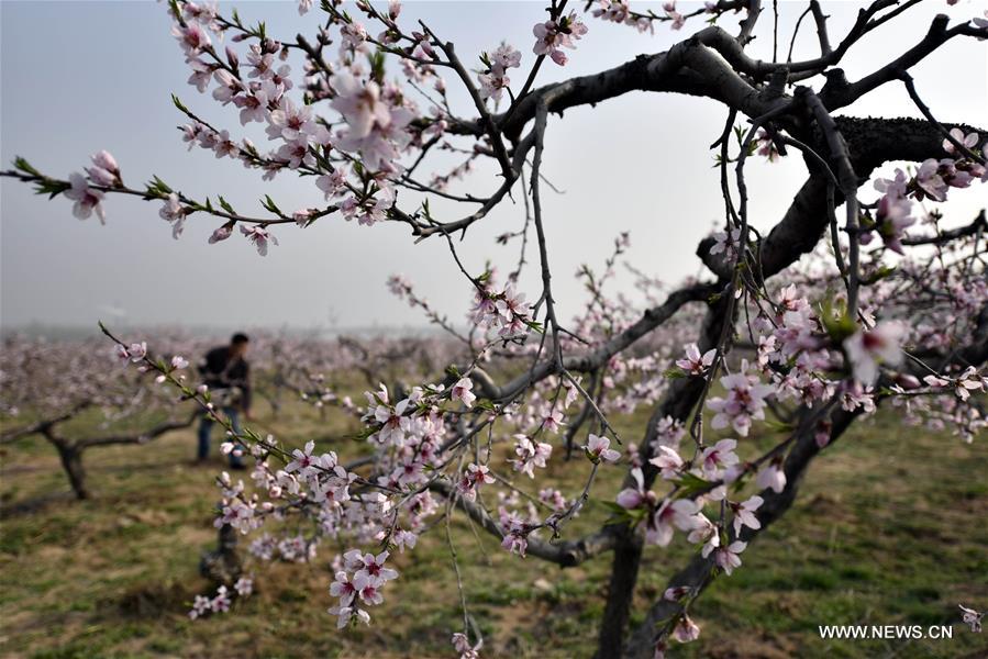 #CHINA-SHANDONG-PEACH BLOSSOM (CN)