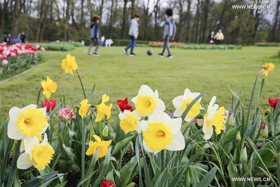 BELGIUM-BRUSSELS-SPRING-FLOWER-DALIYLIFE