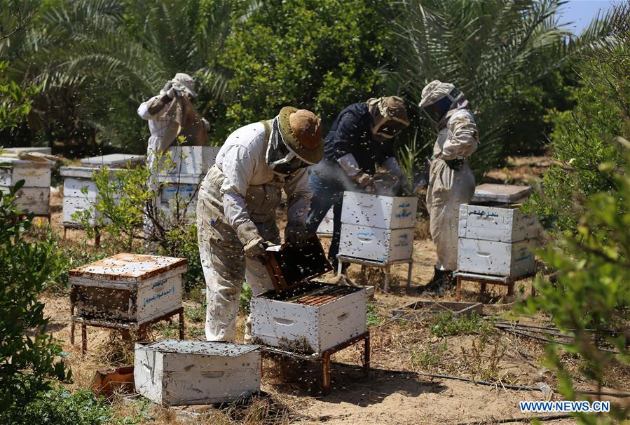 MIDEAST-GAZA-HONEY-COLLECTING