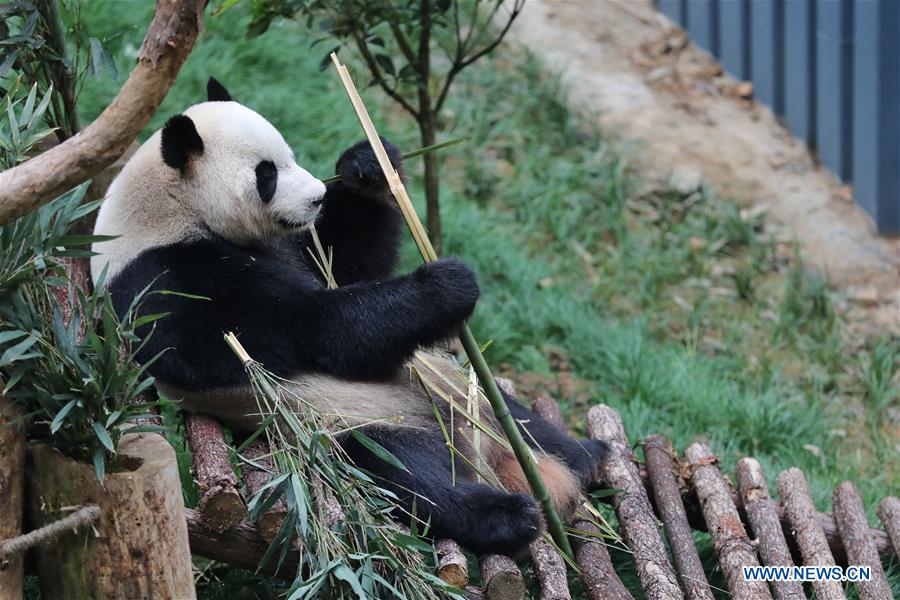 CHINA-GUIYANG-GIANT PANDAS-MEETING PUBLIC(CN)