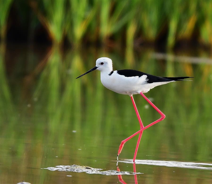 CHINA-FUJIAN-STILTS (CN)