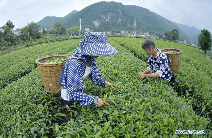 #CHINA-TEA GARDEN-HARVEST (CN)