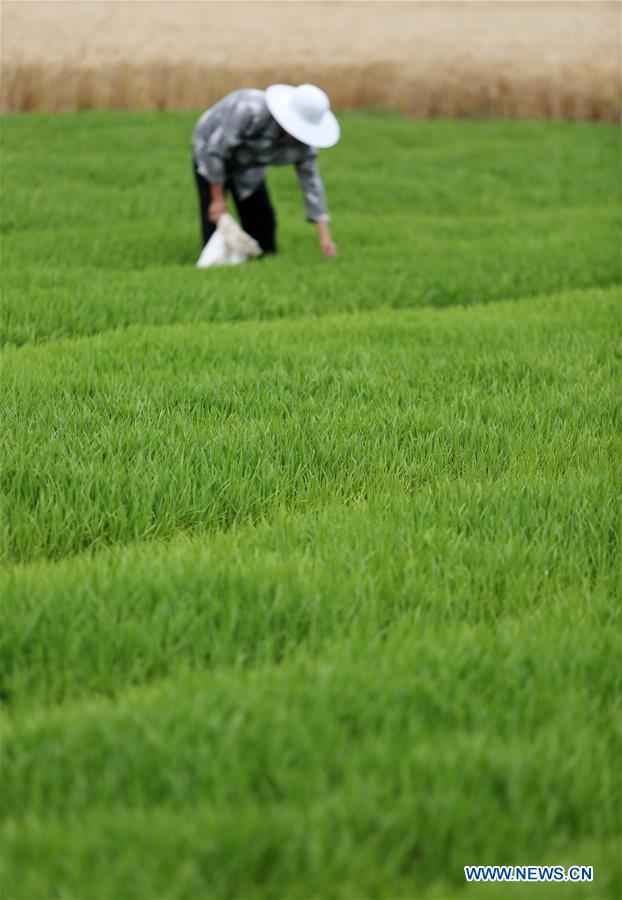 #CHINA-SHANDONG-AGRICULTURE (CN)