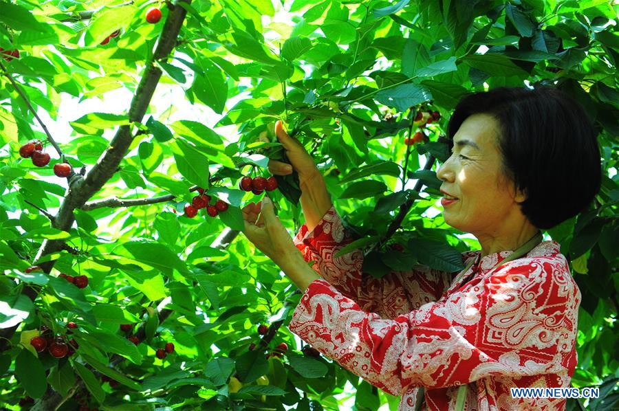 CHINA-SHANDONG-YANTAI-CHERRY PLANTING (CN)