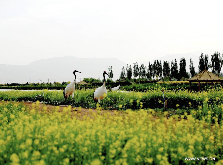 #CHINA-GANSU-ZHANGYE-CRANE (CN)