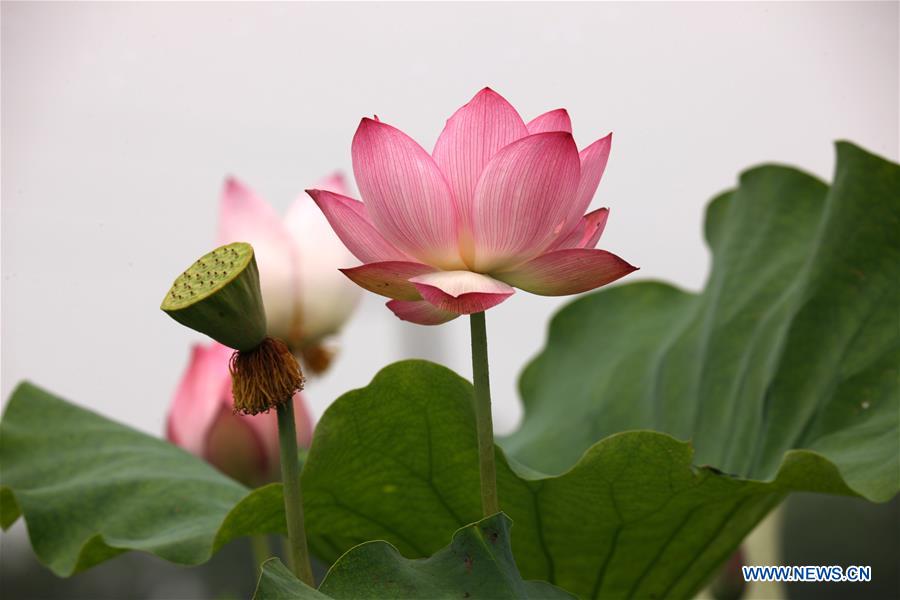 #CHINA-NATURE-LOTUS FLOWER (CN)