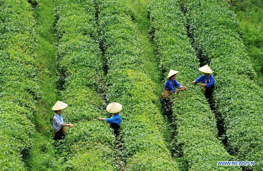 CHINA-GUIZHOU-DANZHAI-TEA GARDEN (CN)