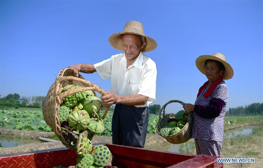 #CHINA-ANHUI-FEIXI-LOTUS-PLANTATION (CN)*