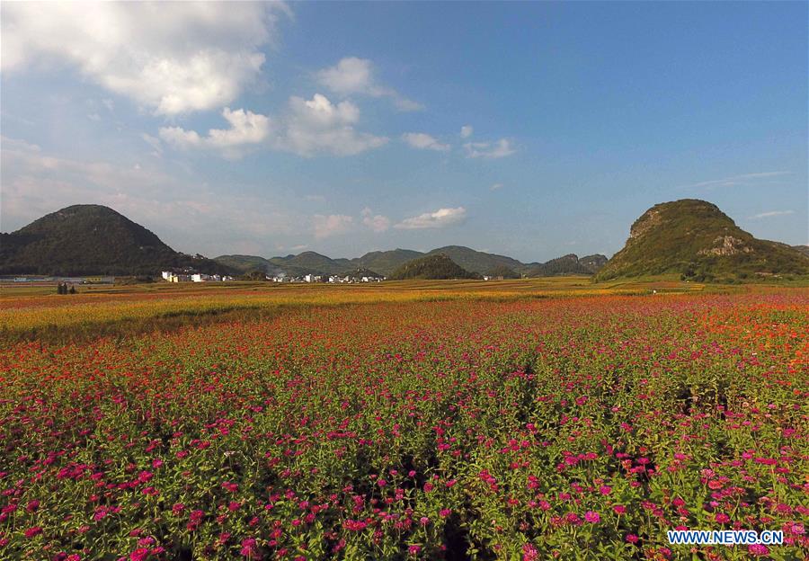 CHINA-YUNNAN-LUOPING-COLORFUL FLOWER FIELDS (CN)