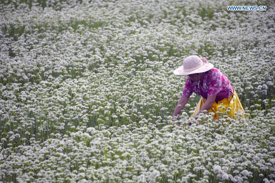 #CHINA-SHANDONG-GARLIC CHIVES FLOWERS-HARVEST (CN)