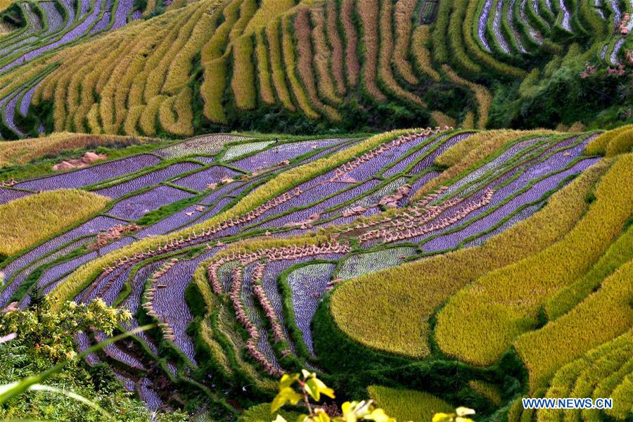 #CHINA-TERRACED FIELDS-AUTUMN SCENERY(CN)