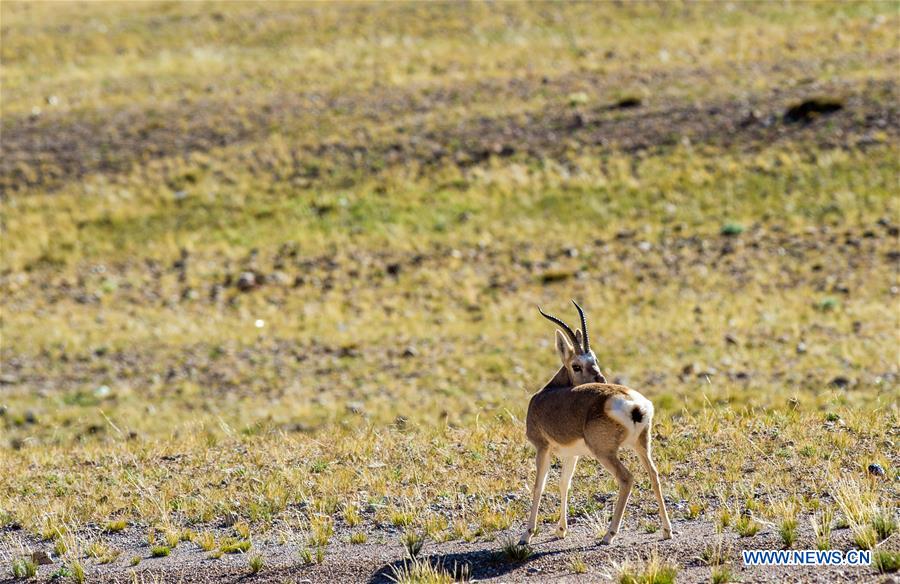 CHINA-TIBET-ALI-WILD ANIMALS-SCENERY (CN)