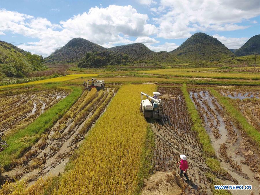 CHINA-YUNNAN-GUANGNAN-RICE FIELDS-HARVEST (CN)