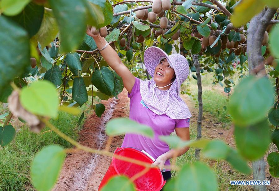 CHINA-JIANGXI-KIWI FRUIT-PLANTING (CN)