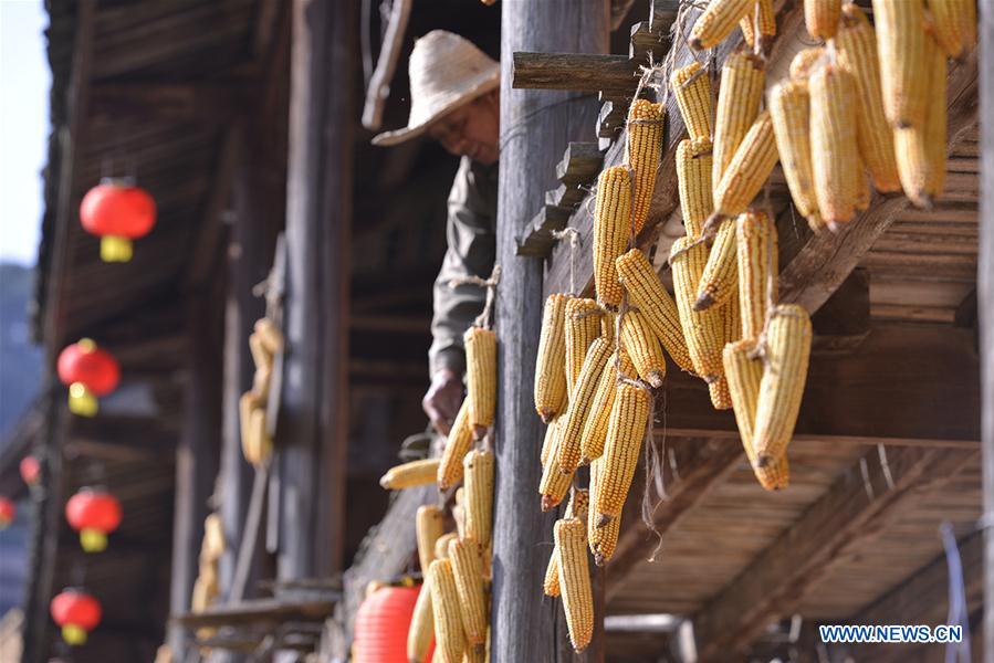 #CHINA-FUJIAN-AUTUMN TEA-HARVEST (CN) 