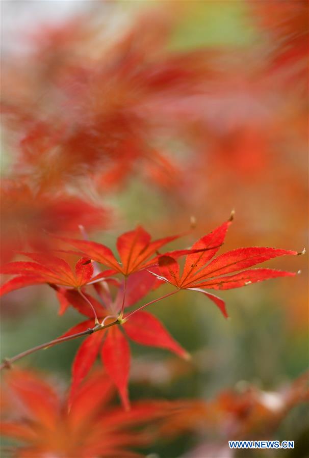 #CHINA-HUBEI-AUTUMN SCENERY (CN)