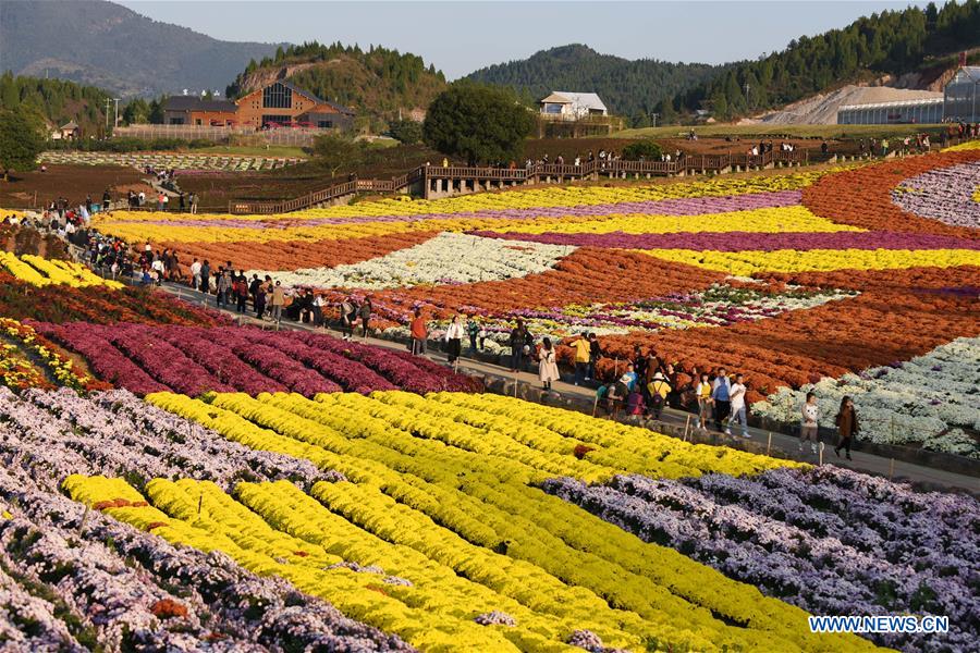 CHINA-GUIZHOU-CHRYSANTHEMUM-TOURISM (CN)