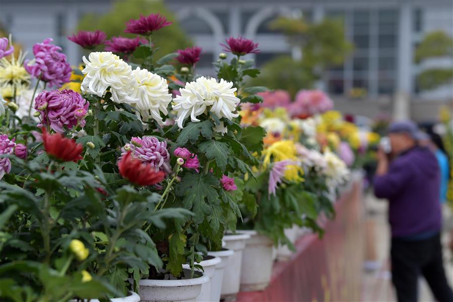 CHINA-JIANGXI-NANCHANG-CHRYSANTHEMUM SHOW (CN)