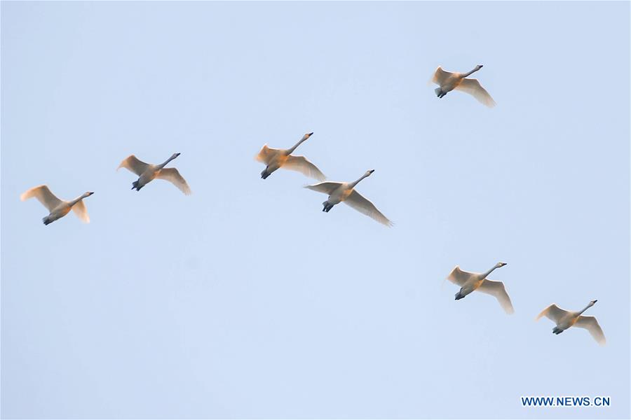 #CHINA-JIANGSU-XUYI-MIGRATORY BIRDS (CN)