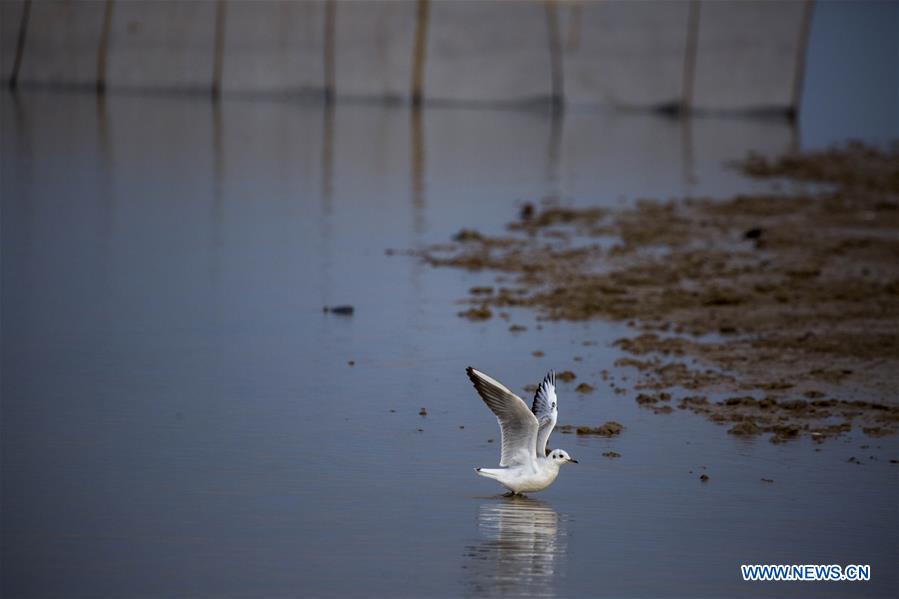 #CHINA-JIANGXI-POYANG LAKE-MIGRANT BIRDS (CN)