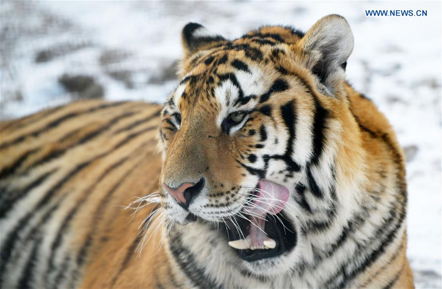 CHINA-HEILONGJIANG-SIBERIAN TIGER (CN)