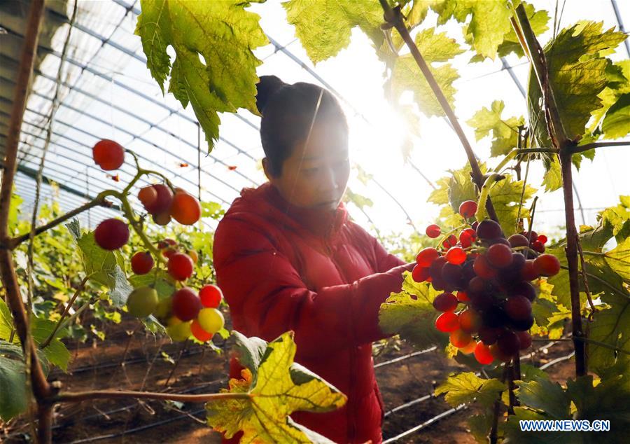 #CHINA-WINTER-ARGRICULTURE-GREENHOUSE (CN)