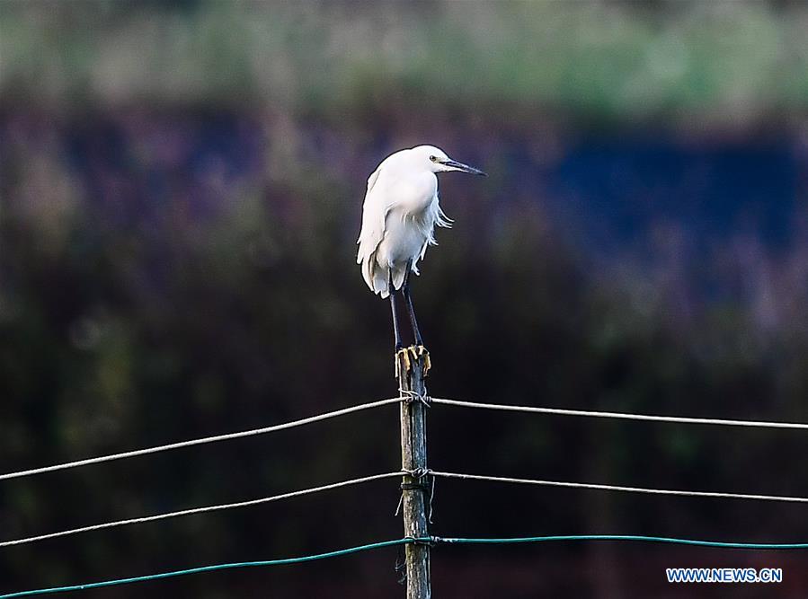 CHINA-GUANGXI-BEIBU GULF-EGRETS (CN)