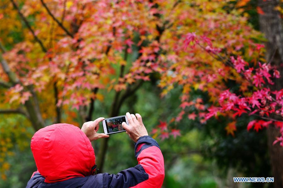 #CHINA-WINTER-MAPLE LEAVES (CN)