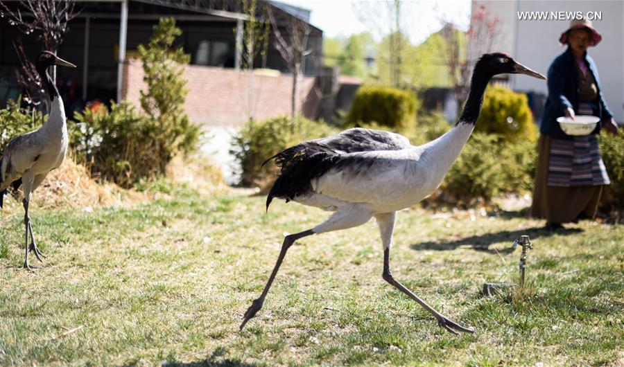 (InTibet)CHINA-ENDANGERED SPECIES-BLACK-NECKED CRANE (CN)