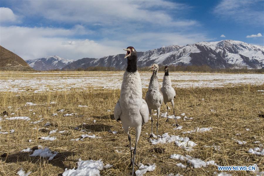 #CHINA-LHASA-BLACK-NECKED CRANES (CN*)