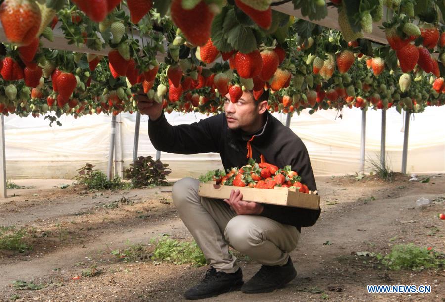 MIDEAST-GAZA-STRAWBERRY-HARVEST