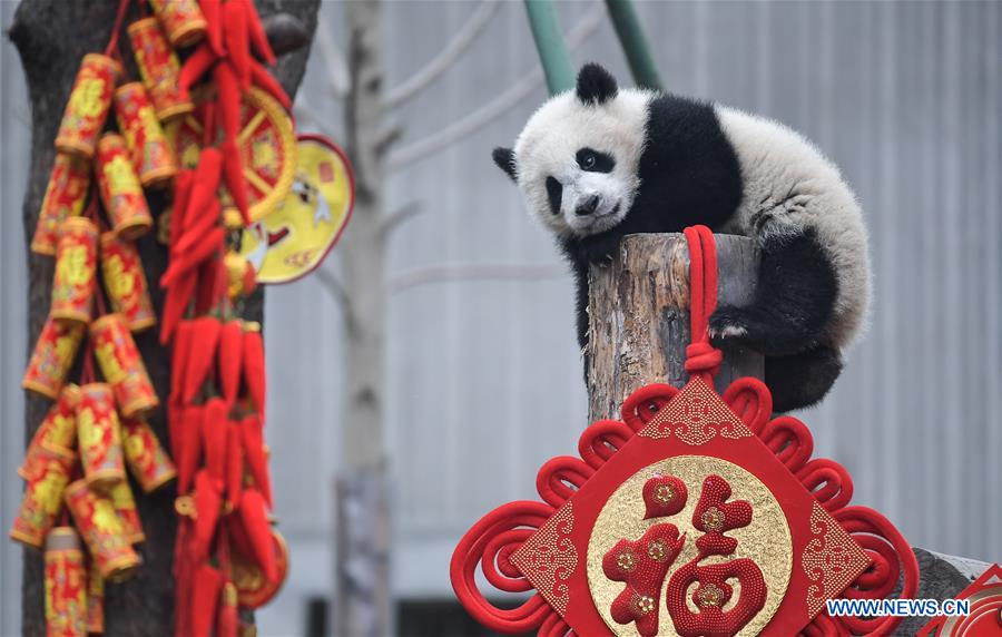 CHINA-SICHUAN-GIANT PANDA-SPRING FESTIVAL (CN)