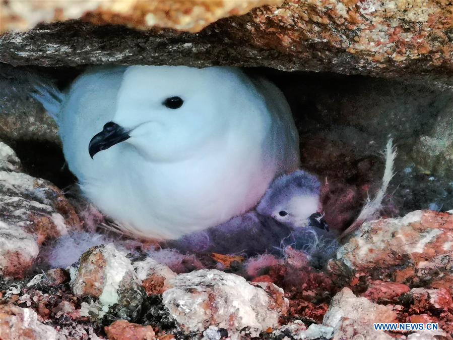 ANTARCTICA-CHINA-ZHONGSHAN STATION-SNOW PETREL