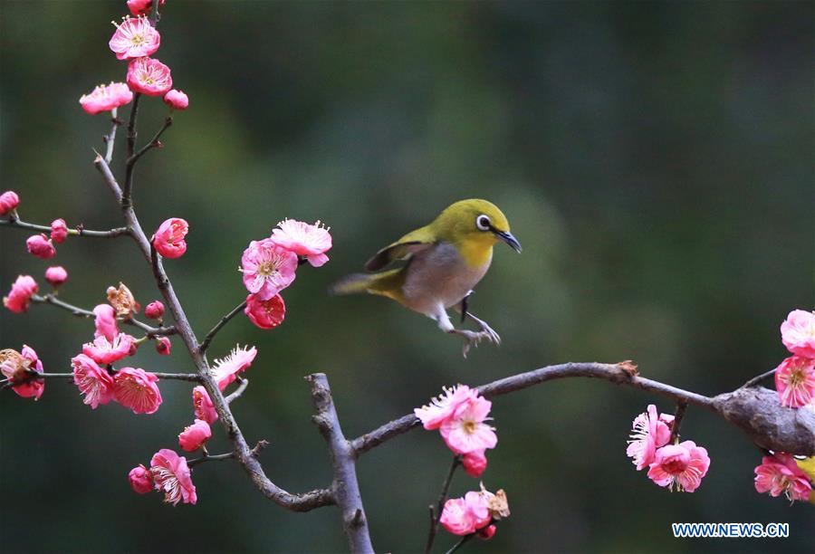 #CHINA-HUNAN-HENGYANG-BIRD-PLUM BLOSSOM (CN)