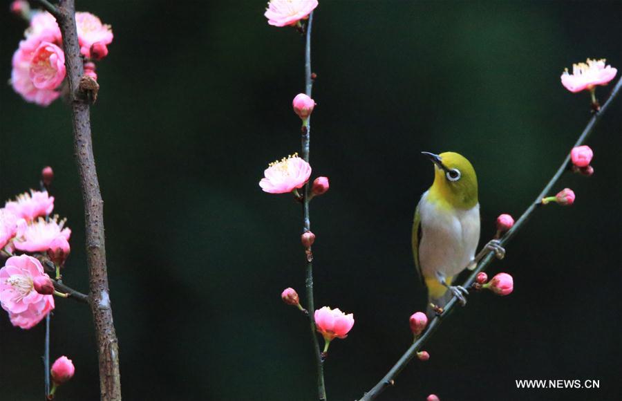 #CHINA-SPRING-SCENERY-BIRDS AND FLOWERS (CN)