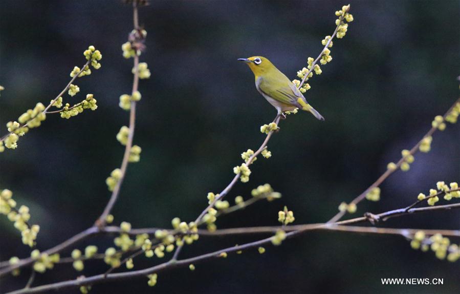 #CHINA-JINGZHE-SPRING(CN)