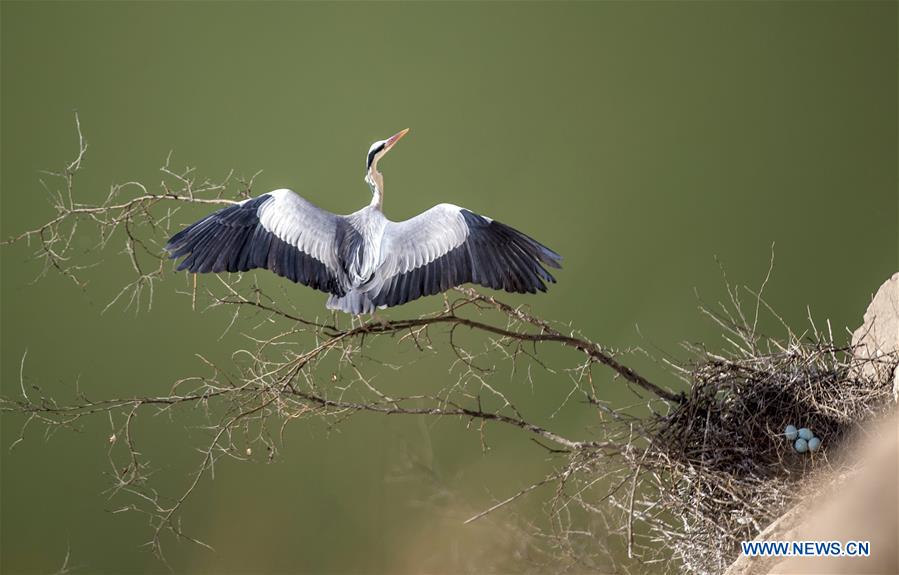 #CHINA-SHANXI-PINGLU-HERON (CN)