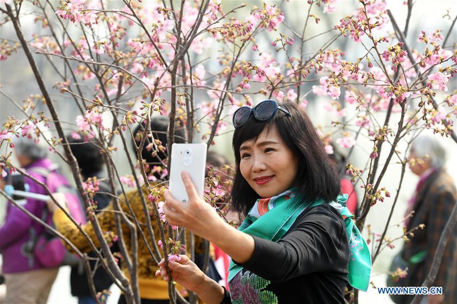 CHINA-BEIJING-YUYUANTAN PARK-CHERRY BLOSSOM (CN)