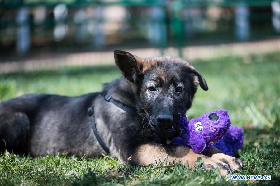 CHINA-YUNNAN-FIRST CLONED POLICE DOG-TRAINING (CN)