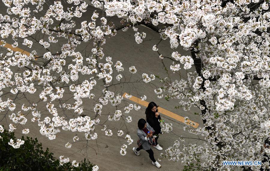 CHINA-WUHAN-CHERRY BLOSSOMS (CN)