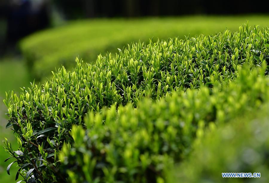 CHINA-FUJIAN-WUYISHAN-TEA GARDEN (CN)