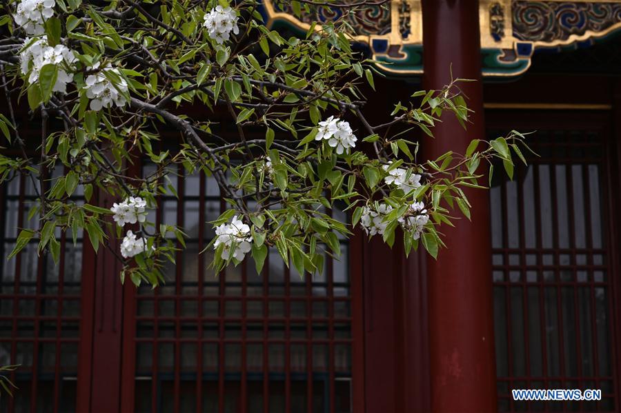 (InPalaceMuseum)CHINA-BEIJING-PALACE MUSEUM-FLOWERS (CN)